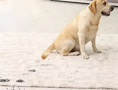 Area Rug Care | Calvetta Brothers Northfield